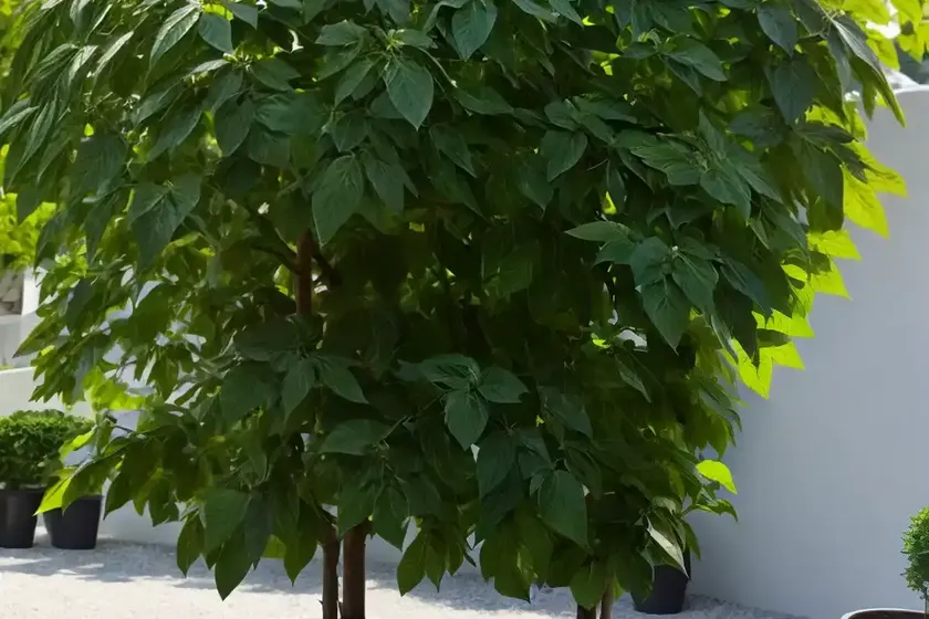 Tilia x euchlora (caucasian linden) — photo 3