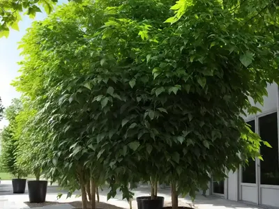 Tilia X Euchlora (Caucasian Linden)