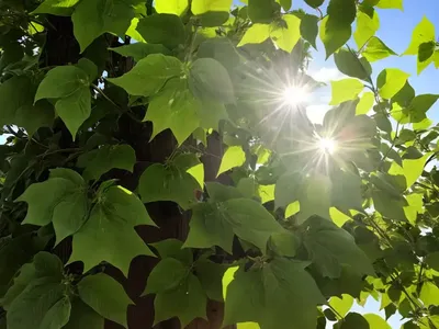 Tilia X Europaea (European Linden)