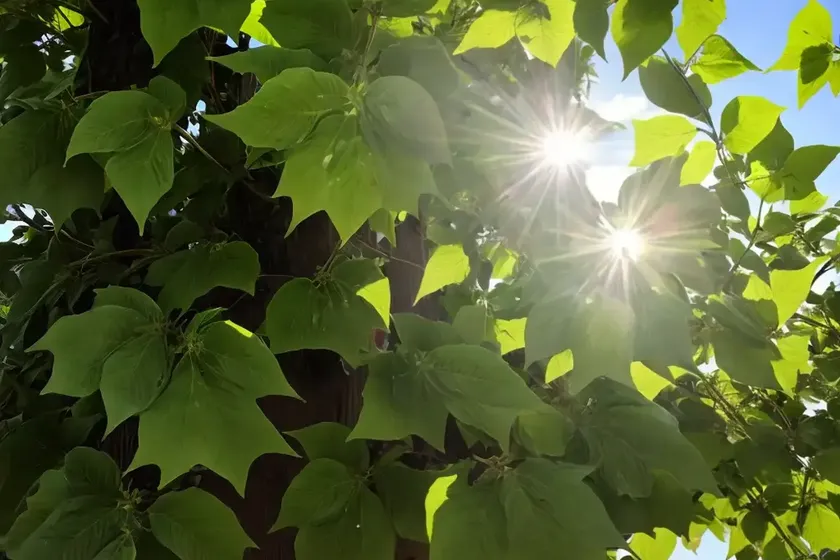 Tilia x europaea (european linden)