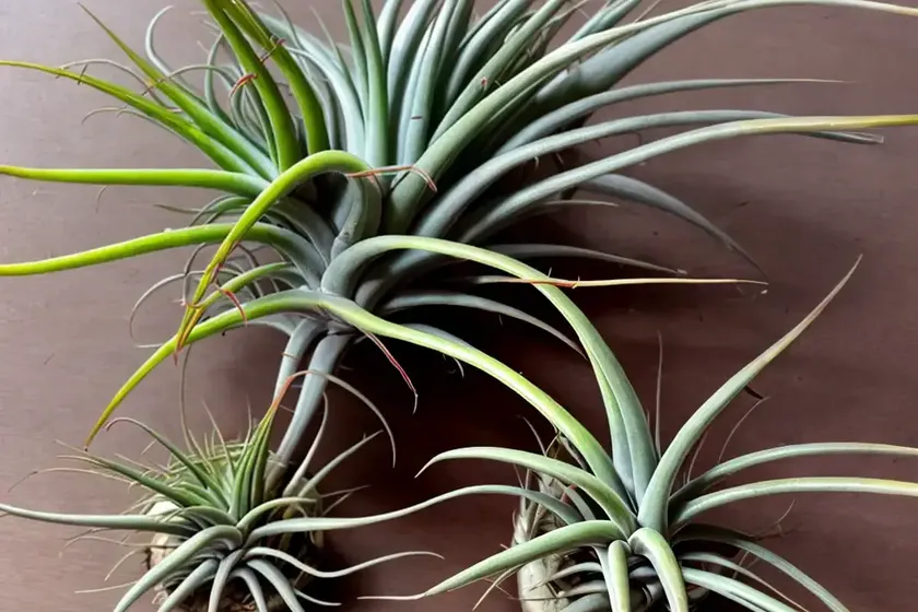 Tillandsia abdita (brachycaulos x abdita air plant) — photo 2