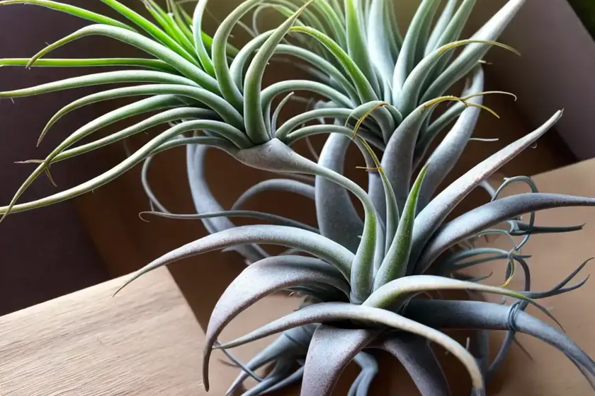 Tillandsia abdita (brachycaulos x abdita air plant) — photo 3