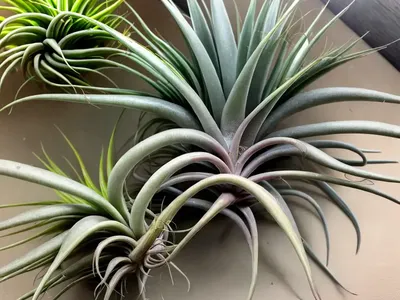 Tillandsia Abdita (Brachycaulos X Abdita Air Plant)