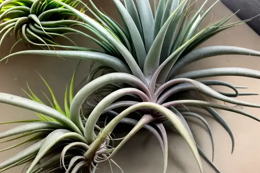 Tillandsia abdita (brachycaulos x abdita air plant)