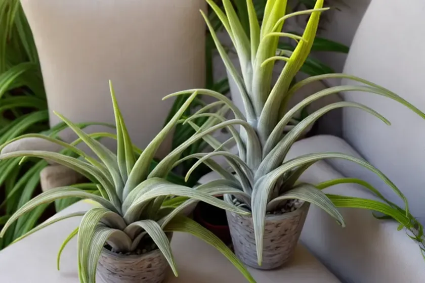 Tillandsia bergeri (tillandsia bergeri) — photo 3