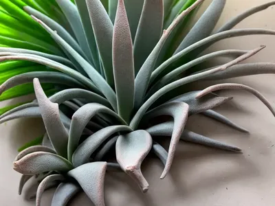 Tillandsia Bergeri (Tillandsia Bergeri)
