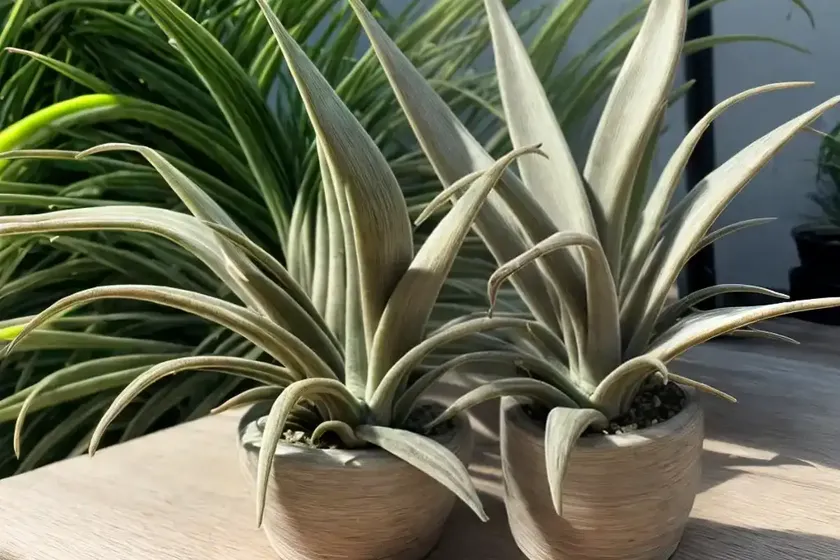 Tillandsia houston (tillandsia stricta x meridionalis) — photo 2