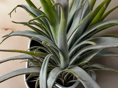 Tillandsia Houston (Tillandsia Stricta X Meridionalis)