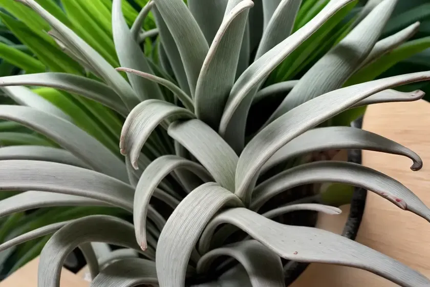 Tillandsia intermedia (tillandsia intermedia) — photo 2
