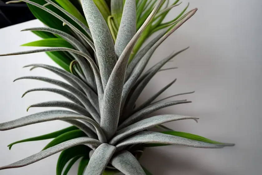 Tillandsia intermedia (tillandsia intermedia) — photo 3