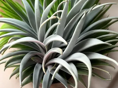 Tillandsia Intermedia (Tillandsia Intermedia)