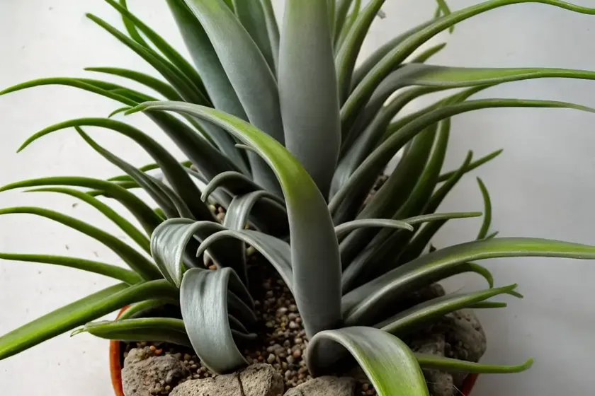 Tillandsia pseudobaileyi (tillandsia pseudobaileyi) — photo 2