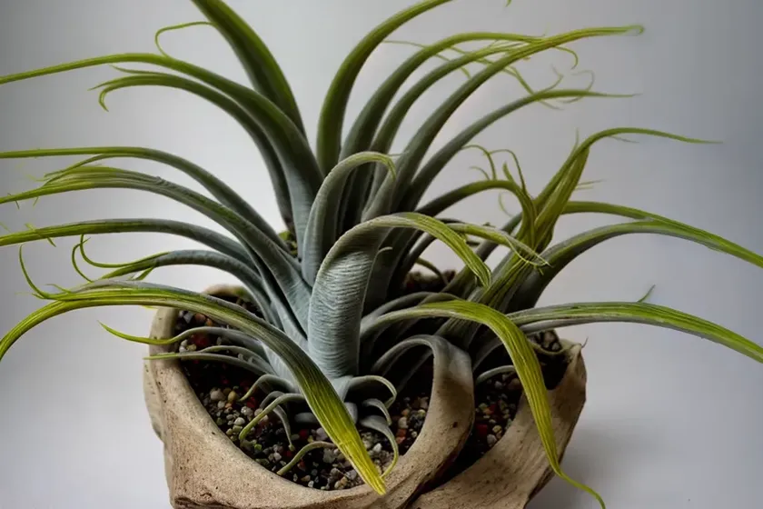 Tillandsia pseudobaileyi (tillandsia pseudobaileyi) — photo 3