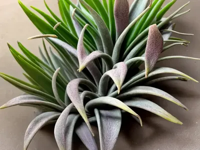 Tillandsia Streptophylla (Tillandsia Streptophylla)