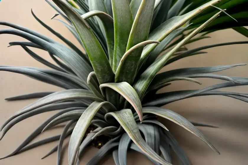 Tillandsia xerographica (tillandsia xerographica) — photo 3