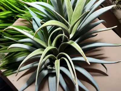 Tillandsia Xerographica (Tillandsia Xerographica)