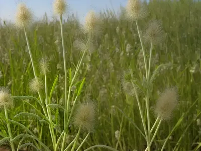 Timofeevka Is Layered (Phleum Subulatum)