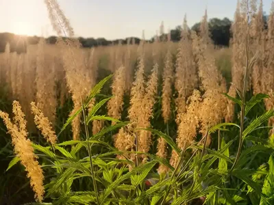 Timofeevka Paniculate (Phleum Paniculatum)