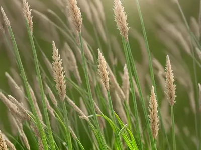 Timothy’-Grass (Phleum Pratense)