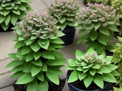 Tintern Spurge (Euphorbia Stricta)