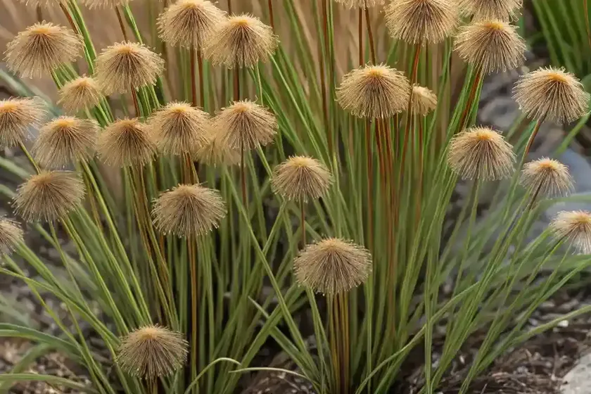 Toad rush (juncus bufonius) — photo 2