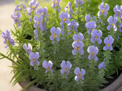Toadflax (Linaria Maroccana)