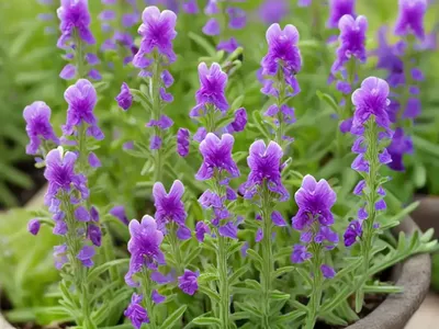 Toadflax (Linaria Purpurea)