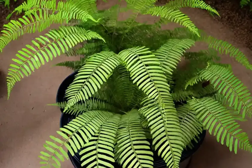 Tokyo wood fern (dryopteris tokyoensis) — photo 2