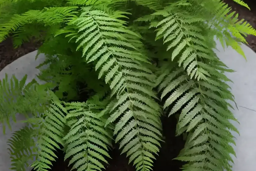 Tokyo wood fern (dryopteris tokyoensis) — photo 3