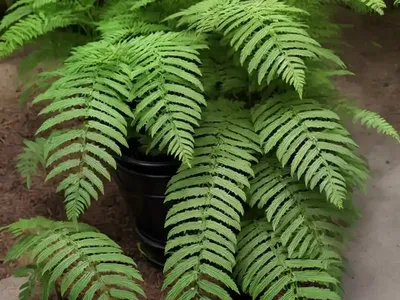 Tokyo Wood Fern (Dryopteris Tokyoensis)