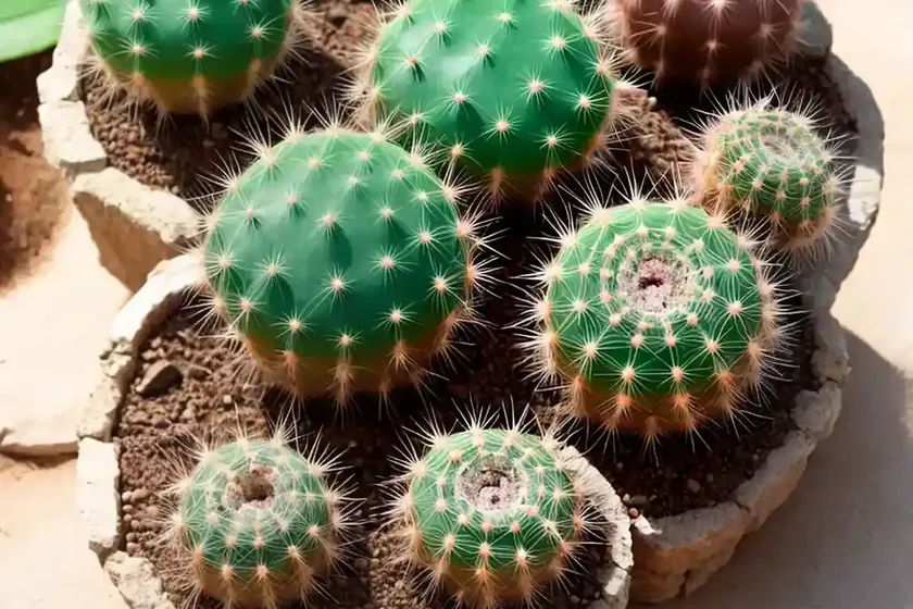 Tom thumb cactus (parodia mammulosa) — photo 2
