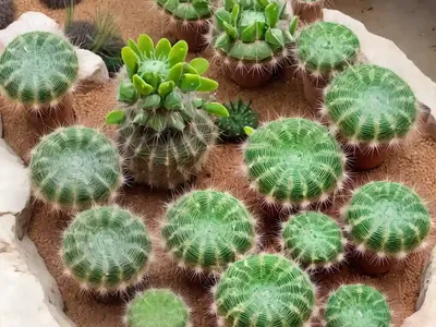 Tom Thumb Cactus (Parodia Mammulosa)