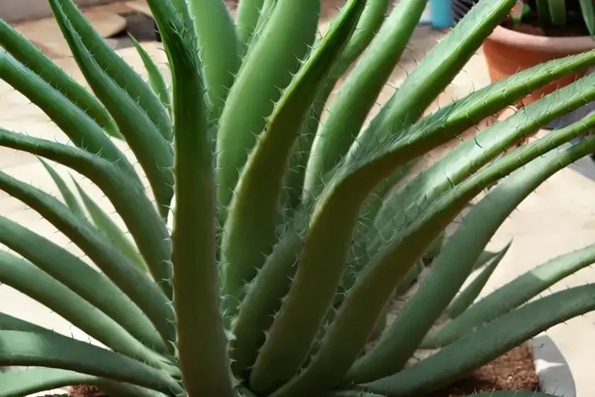 Torch plant (aloe aristata) — photo 2