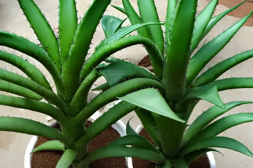 Torch plant (aloe aristata) — photo 3