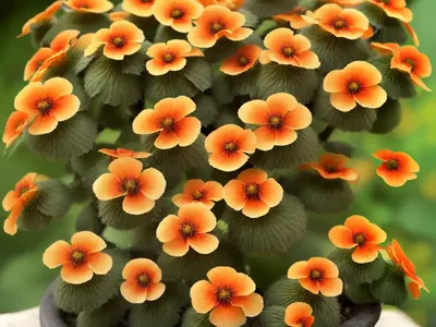Tormentilla Erecta (Potentilla Erecta)