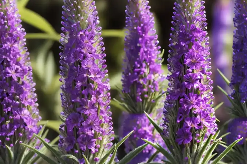 Tower of jewels (echium wildpretii) — photo 2