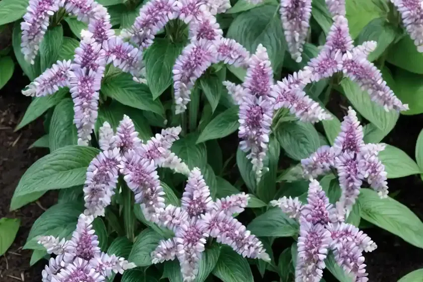 Trachystemon orientalis (trachystemon orientalis) — photo 3
