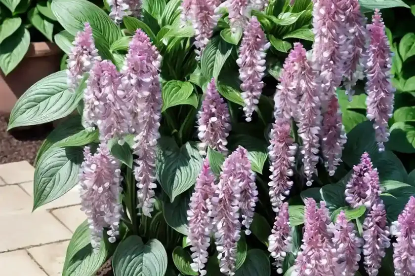 Trachystemon orientalis (trachystemon orientalis)