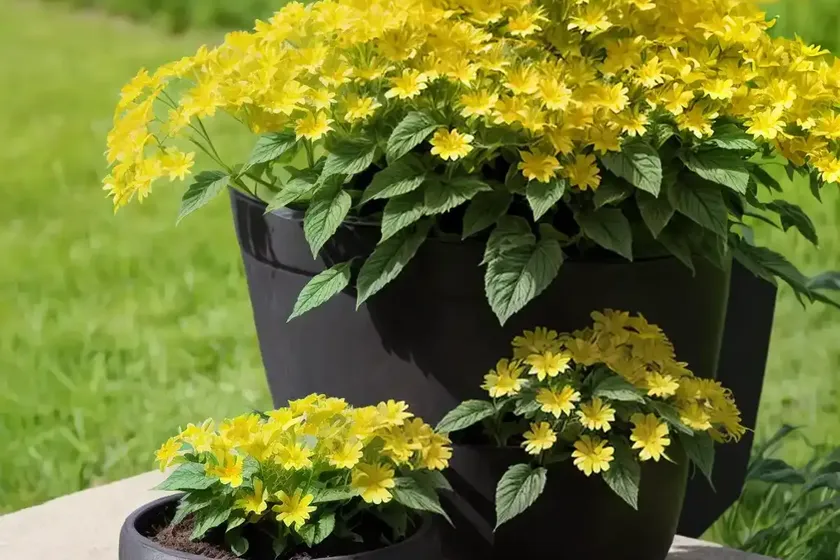 Tractor seat plant (ligularia reniformis) — photo 3