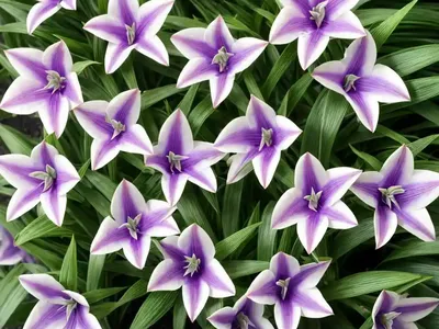 Tradescantia Nanouk (Tradescantia Albiflora ‘nanouk’)
