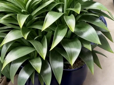 Tradescantia Navicularis (Callisia Navicularis)