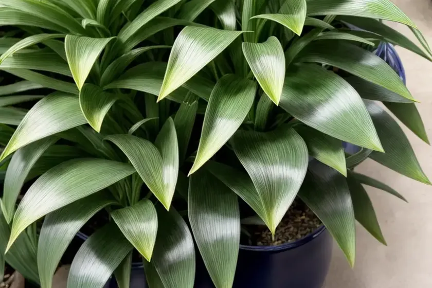 Tradescantia Navicularis (Callisia Navicularis)