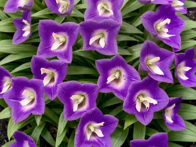Tradescantia Pallida ‘Purpurea’ (Purple Heart)
