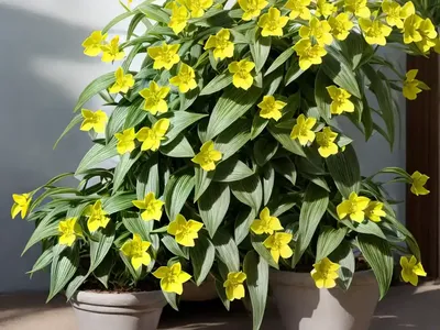 Tradescantia Sillamontana (Tradescantia Sillamontana)
