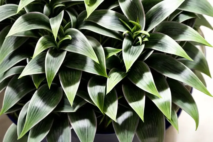 Tradescantia zebrina (wandering jew) — photo 3