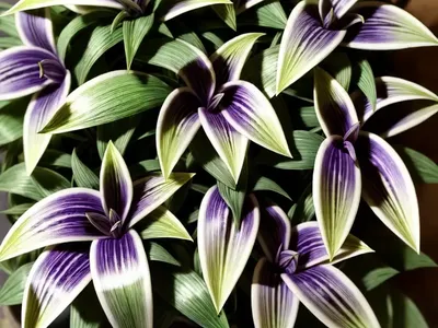 Tradescantia Zebrina (Wandering Jew)