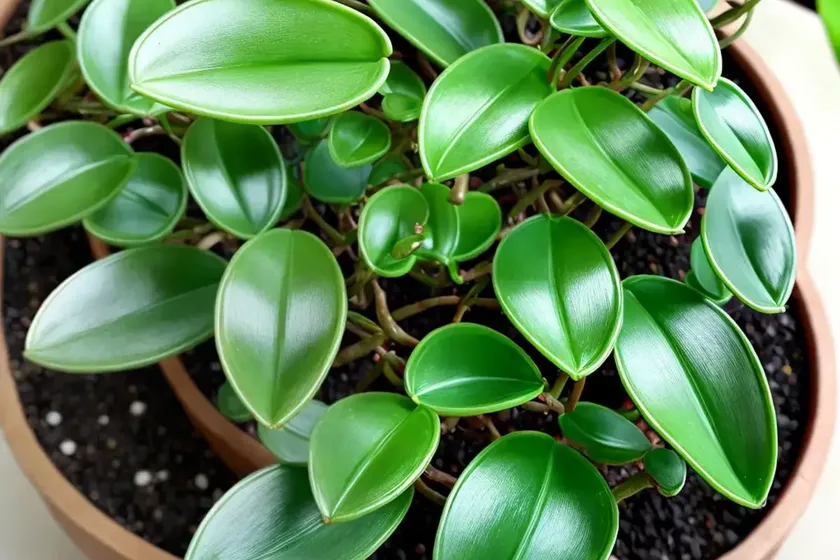 Trailing jade (peperomia rotundifolia) — photo 2