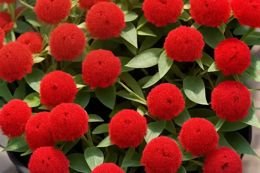 Trailing red mezoo (dorontheanthus mezoo trailing red) — photo 3