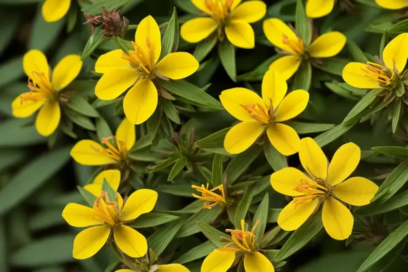 Trailing st john’s-wort. (hypericum humifusum) — photo 3