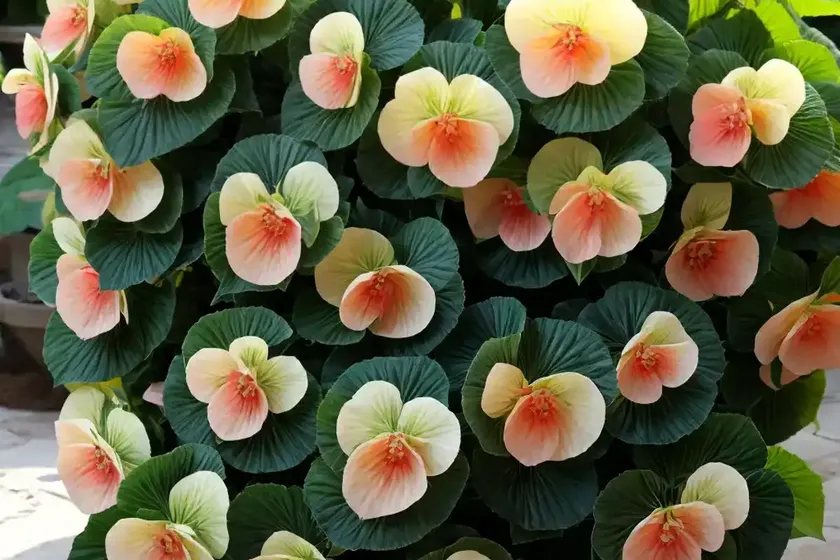 Trailing watermelon begonia (pellionia repens) — photo 2